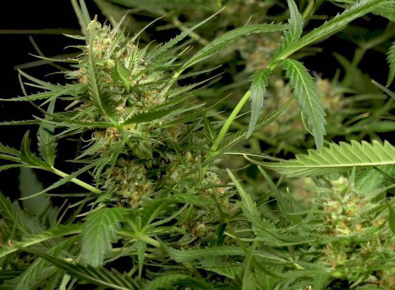 Auto Gorilla Glue, Фасовка: 5, изображение 3